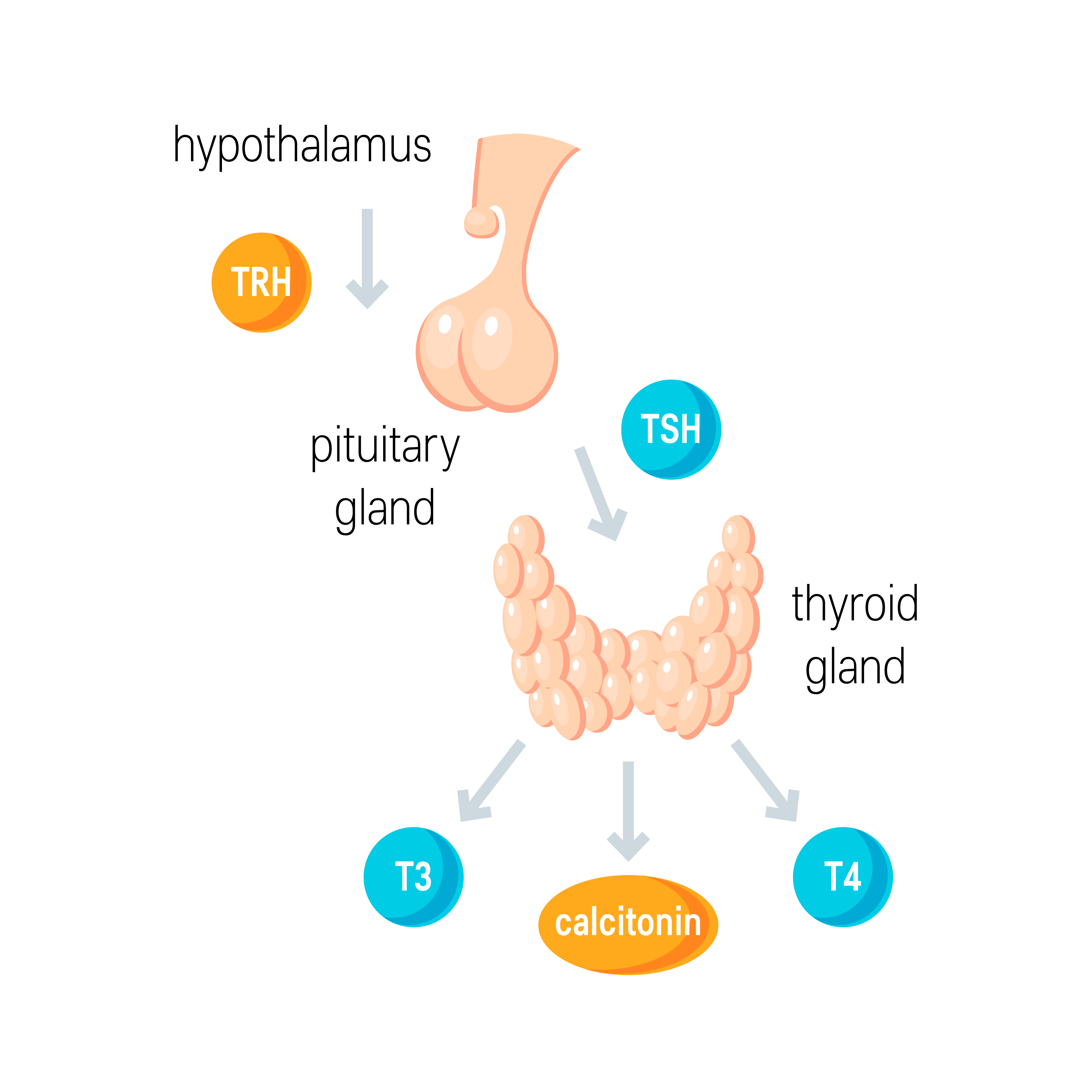 Hyperthyroidism | Simple Revision Notes for Medical Students | Medic in ...